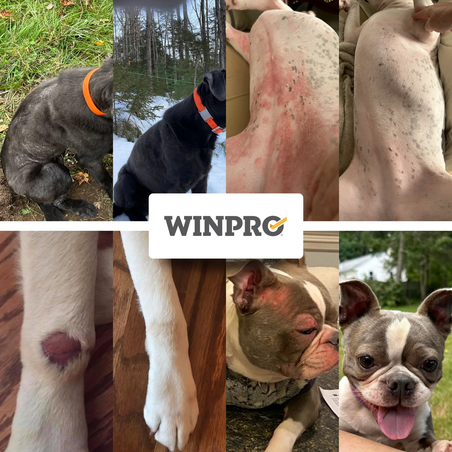 WINPRO Allergy Chews